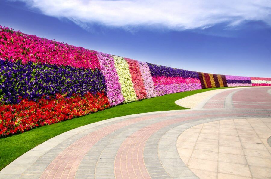 800-метровая стена из цветов